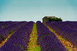 Champs de lavande  - Plateau de Valensole
