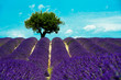 Champs de lavande  - Plateau de Valensole