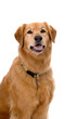 Golden Retriever Mix on White Background