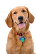 Six Month Old Golden Retriever on White Background