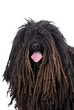 Puli on White Background
