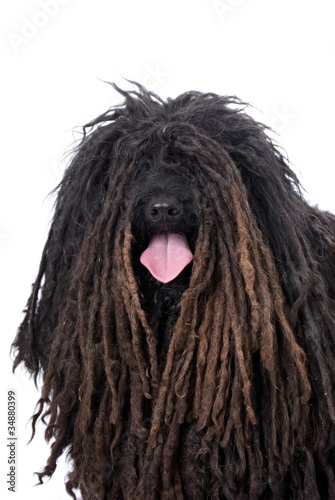 Photo: Puli on White Background Puli on White Background