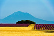 Lavande et champs de blé - Plateau de Valensole