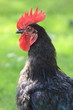 Gans-29727b1