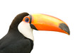 Toucan isolated white background. Toucan isolated white background.