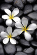 abstract background –white frangipani and black pebbles abstract background –white frangipani and black pebbles