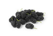 mulberry mulberry