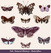 papillons papillons