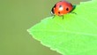 Video: Coccinella Coccinella