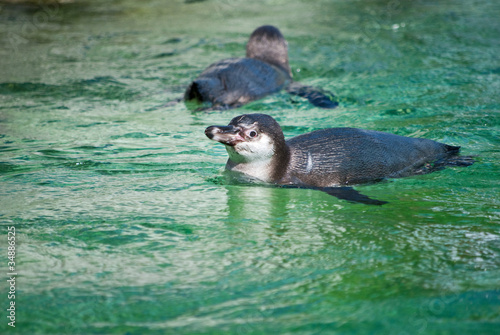 Photo: Pinguin Pinguin