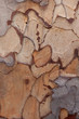 Natural wood tree texture