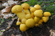 Mushroom.Armillaria mellea