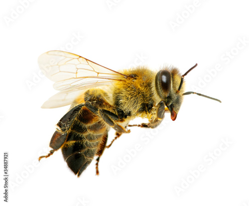 Photo: bee bee