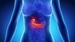Female BILIARY anatomy in blue x-ray loop