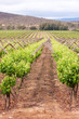 Vineyard with rows of plants