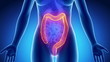 Female COLON anatomy in blue x-ray loop