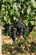 Vignoble