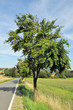 Foto: Pflaumenbaum an der Landstraße Pflaumenbaum an der Landstraße