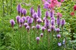 Prachtscharte (Liatris spicata)