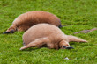 Two King Penguin Chicks