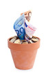Plante euro en pot