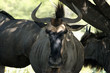 Gnou a Etosha 2