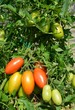 Reifende Tomaten
