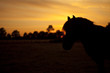 horse silhouette