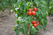 tomato tomato