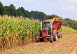 Photo: Rows of corn ready for harvest Rows of corn ready for harvest