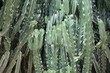 cactus wall