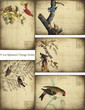 Illustration: Vintage Bird Postcards Vintage Bird Postcards