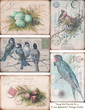 Photo: Vintage Birds and Nests Postcards Vintage Birds and Nests Postcards