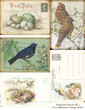 Photo: Vintage Bird Postcards Vintage Bird Postcards