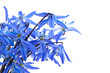 frühlingsblumen hintergrund