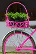 pink painted bicycle with a basket with Plants pink painted bicycle with a basket with Plants