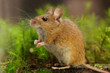 Waldmaus (Apodemus sylvaticus)