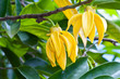 Photo: Ylang-Ylang Flowers on tree Ylang-Ylang Flowers on tree