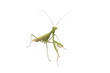 Europäische Gottesanbeterin (Mantis religiosa) Europäische Gottesanbeterin (Mantis religiosa)