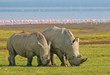 rhinos in lake nakuru national park, kenya rhinos in lake nakuru national park, kenya
