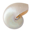 Nautilus Sea shel