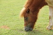 The horse The horse