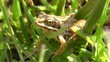 Moorfrosch - Rana arvalis