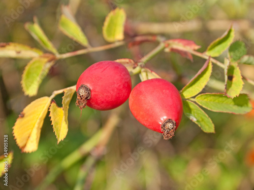 Foto: Hagebutten - Rosa canina Hagebutten - Rosa canina