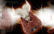 Thyroid