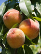 ripe peaches