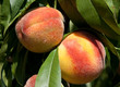 ripe peaches