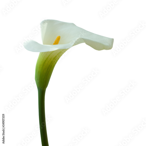 Photo: Calla lily isolated on white Calla lily isolated on white