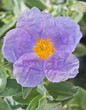 a cistus flowering