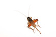 cricket nymphs